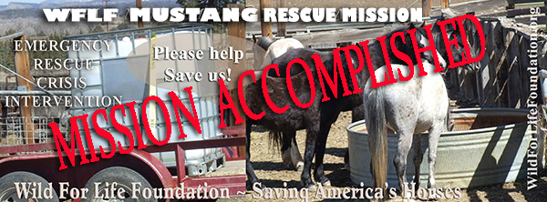 Mustangs Saved